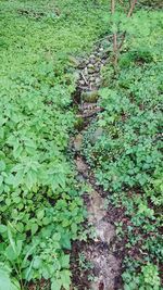 Close-up of ivy growing on field