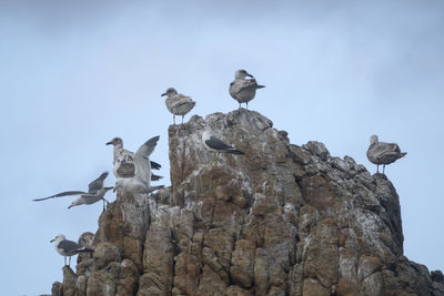 Low angle view of birds perching on rock formation against sky