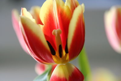 Close-up of red flower