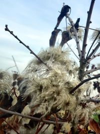 Low angle view of flower on tree