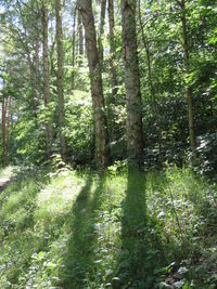 Trees growing in forest