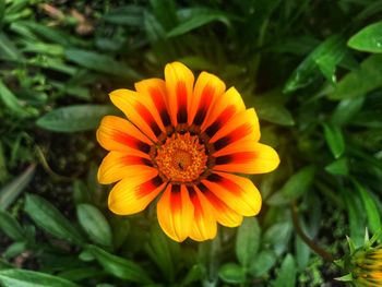 Close-up of orange flower