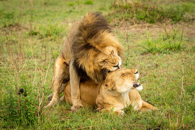 Male lion bares teeth standing by lioness