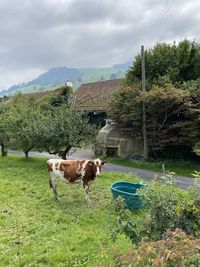 Cows in a field