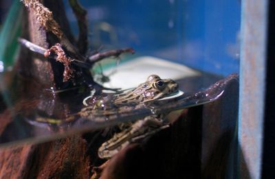 Close-up of turtle in water