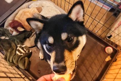 High angle portrait of dog looking at camera