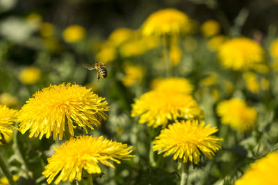 Close-up of bee on yellow flower