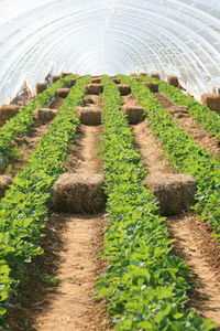 Plants growing in field