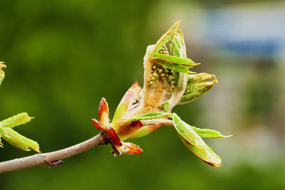 Close-up of flower on plant
