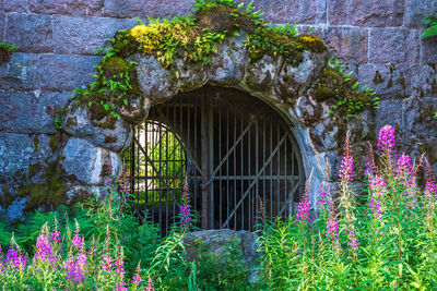 View of purple flowering plants in garden