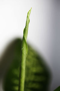 Close-up of green leaf against white background