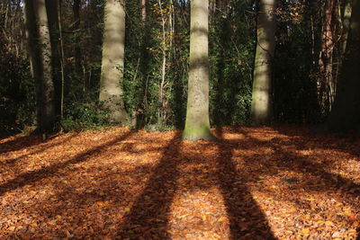 Trees in forest