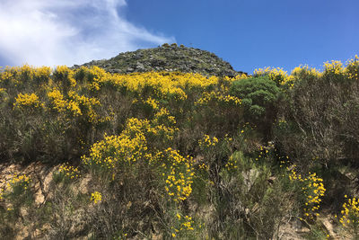 Yellow flowering plants on field against sky