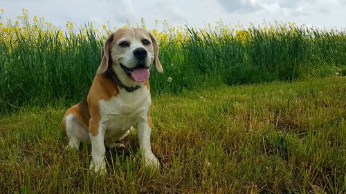 Dog looking away on field