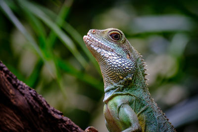 Close-up of a lizard on a tree