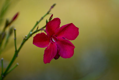 Close-up of pink flower