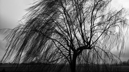 Low angle view of bare trees against sky