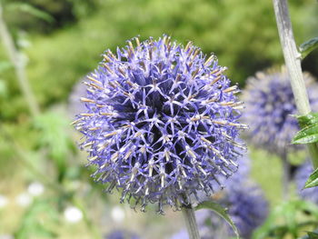 Close-up of purple flowering plant