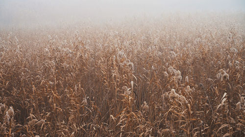 High angle view of stalks in field