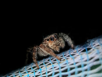 Close-up of spider