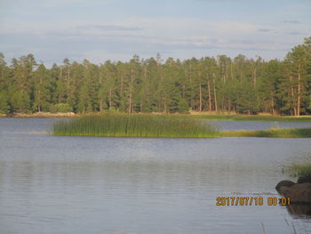 Scenic view of lake and trees in forest