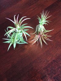 High angle view of potted plant on table