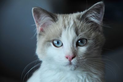 Close-up portrait of a cat