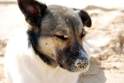 Close-up of dog at beach