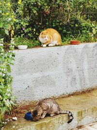 Cat sitting in a yard