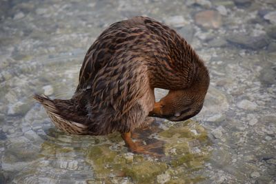 Close-up of duck in lake