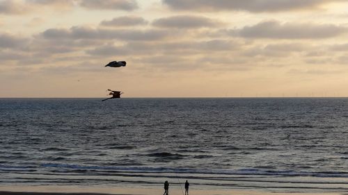 Seagull challenge with a kite