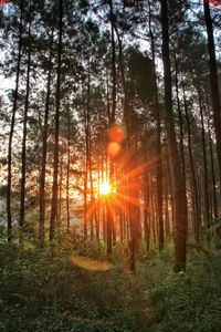 Sunlight streaming through trees in forest