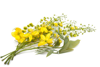 Close-up of yellow flowering plant against white background