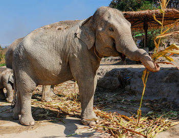 Elephant standing against stone wall