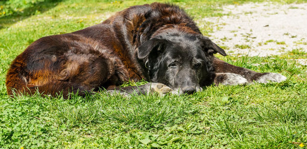 Horse resting on grassy field