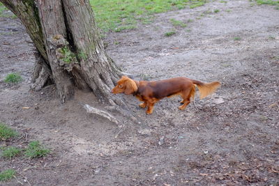 Dog on field