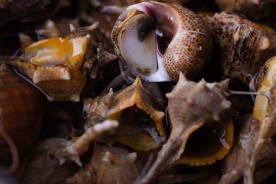 Close-up of mushrooms