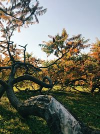 Trees against sky during autumn