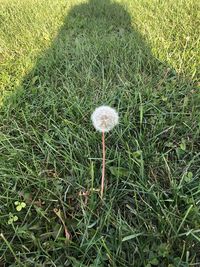 High angle view of flowering plant on field