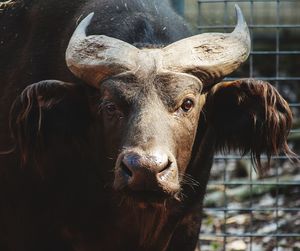 Congo buffalo staredown