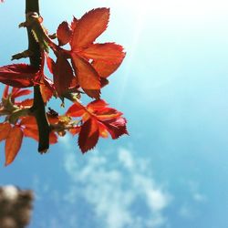 Low angle view of flowers against sky