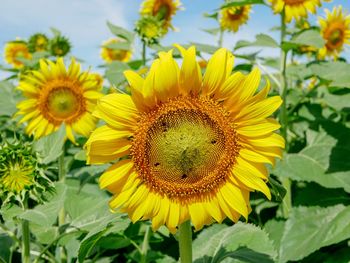 Close-up of sunflower