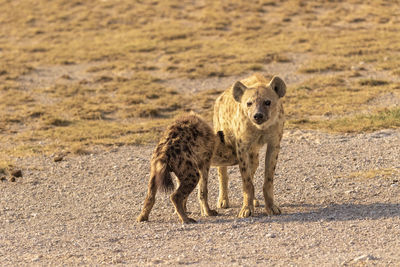 Lioness running on field