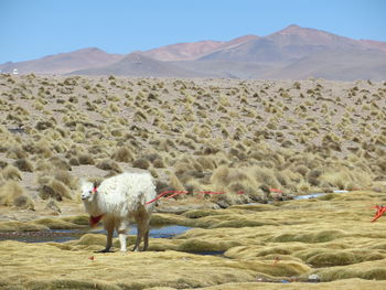 Llama standing on field against mountains during sunny day