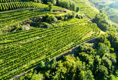 Scenic view of agricultural field