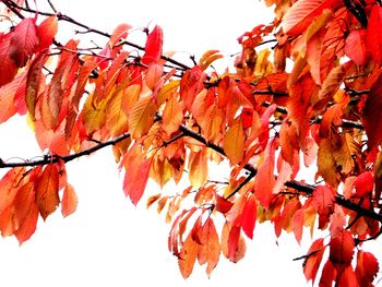 Low angle view of maple tree against sky