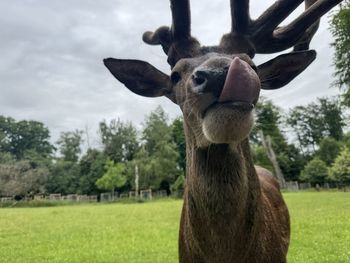 Horse grazing on field
