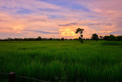 Scenic view of agricultural field against sky during sunset