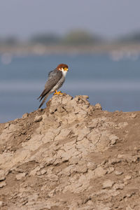 Red necked falcon, falco chicquera, sitting on dry ground near a water body