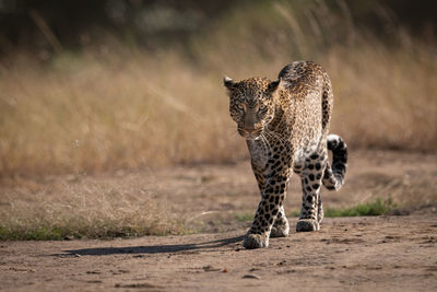 Leopard walks on track past long grass
